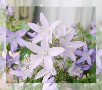 天然石アクセサリーおすすめ商品